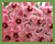 Plantes  bouche Cognac